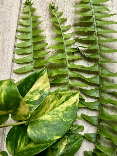 Rooted Plant Cuttings Set - 10 Pothos & Ferns - Healthy & Fresh - Epipremnum aureum, Nephrolepis exaltata