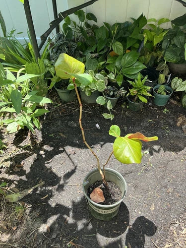 Seagrape Plant #1 Bare Root Coccoloba uvifera - Fast Growing Tropical Tree, Salt Tolerant, Ideal for Zones 9b+