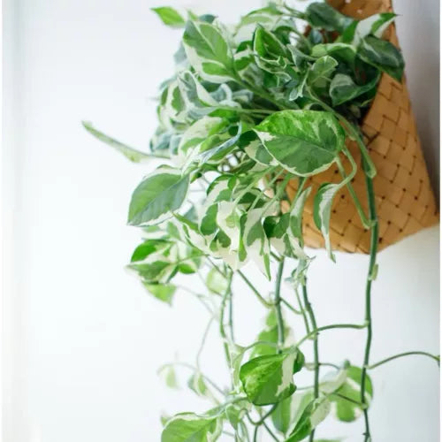 Pothos Cuttings 3-Pack Pearls and Jade Devil’s Ivy Indoor Plant Epipremnum aureum 4"-5"