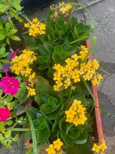 Rooted Yellow Kalanchoe Plant in Pot - Easy Care Flower for Balcony, Yard, or Indoor - Kalanchoe blossfeldiana