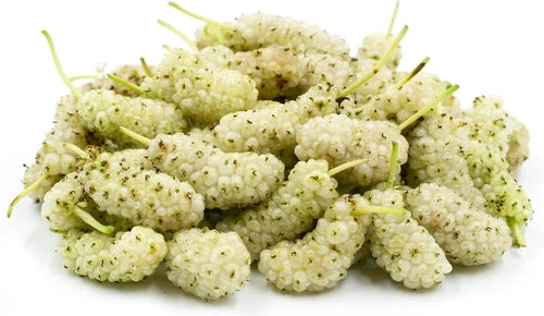 15 White Mulberry Cuttings 6-8" Organic Cold Hardy Trees Morus alba