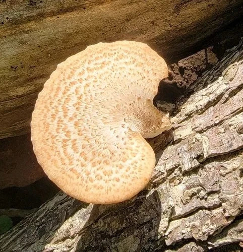 Pheasant Back Mushroom Liquid Culture - Polyporus squamosus - Midwest Mellon - Easy Home Cultivation for Gourmet Cooking