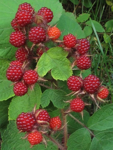 Wild Japanese Wineberry Bush Live Plant - Fruiting Berries - Bare Root (Rubus phoenicolasius)