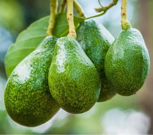Avocado Tree Cuttings 10" Long - Fantastic Variety for Grafting - Cold-Hardy Propagation (Persea americana)