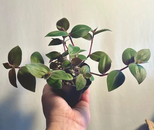 Baby Bunny Bellies Plant - 2.5 Inch Pot - Tradescantia chrysophylla - Healthy, Rooted Plant with Care Guide