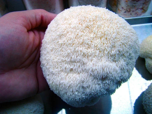 Lion's Mane Mushroom Grow Kit - 5 LB - Ready to Fruit - Hericium erinaceus - Easy Home Cultivation, Gourmet Flavor
