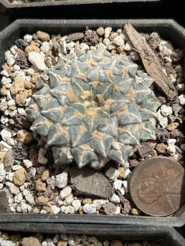 Kotsch macdowellii Albiforus Plant - Own Roots, Hard to Find, Rare Succulent - USPS Ground Shipping