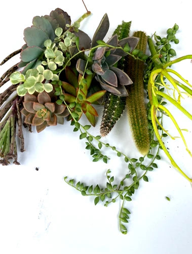 Special Succulent Cuttings - String of Pearls, Ruby Necklace, Pencil Cactus & More - Kalanchoe & Rhipsalis Varieties