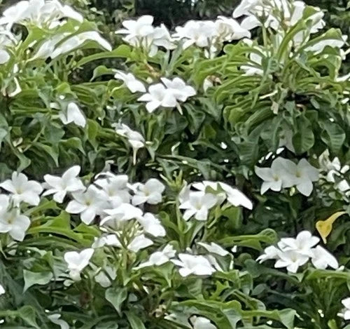 3 Cuttings Plumeria Pudica Plant - Bridal Bouquet Frangipani - 8 to 10” Fresh Unrooted Cuttings, White Flowers, Easy Care