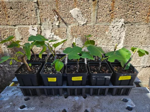 Fig Tree Starter Plant - 6-12 Inches - Black Mission - Rooted Cuttings - Ficus carica