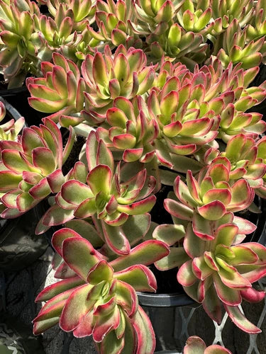 Crassula Daydream Variegated Cuttings - 3 or 5 Pieces - Purple Heart Wandering Jew Cuttings - Tradescantia No Roots