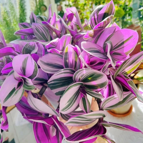 Unrooted Cuttings - 3” Tradescantia Nanouk - Rare Pink Wandering Jew - Vibrant Variegated Foliage - Perfect for Propagation