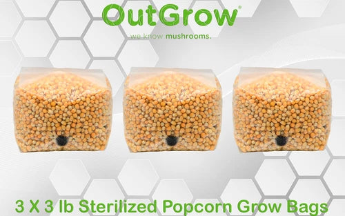 Popcorn Grow Bag Set - 3 x 3lb Sterilized Mushroom Substrate - Mycelium Cultivation - Out-Grow Popcorn (Zea mays)