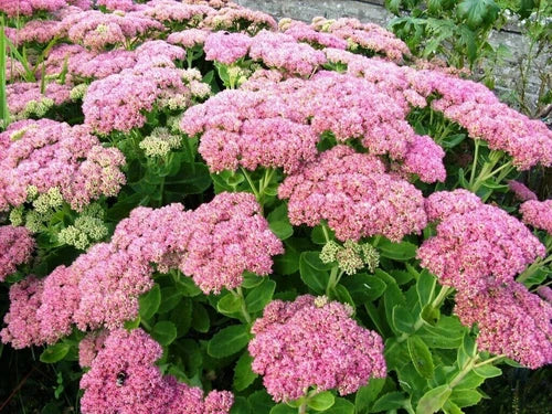 Autumn Joy Sedum Plant - Pink Perennial - Drought Tolerant Stonecrop - Sedum spectabile - 1 Single Bare Root