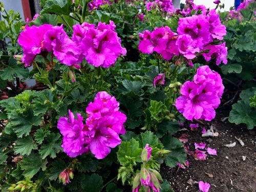 Purple Pelargonium Fancy Regal Geranium Cuttings - 3 x 6" Live Plant - Hardy Exotic Orchid-Like Flowers (Pelargonium spp.)