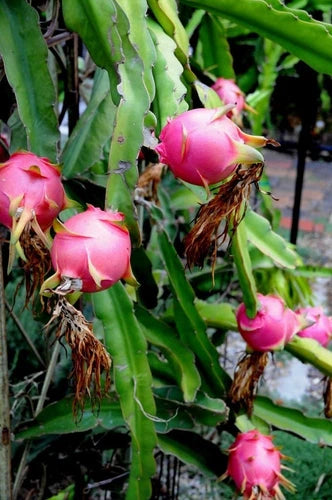 Dragon Fruit Cuttings 10"-14" Healthy Climbing Plant Hylocereus undatus, Edible Sweet Fruit, Air-Purifying, Indoor/Outdoor