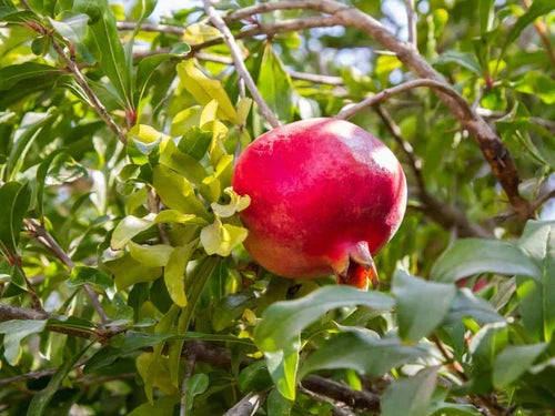 Organic Pomegranate Cuttings 8 Pcs 9 Inch Sweet Fruit Punica granatum, Fast Growing, Heat Tolerant, Home Garden Planting