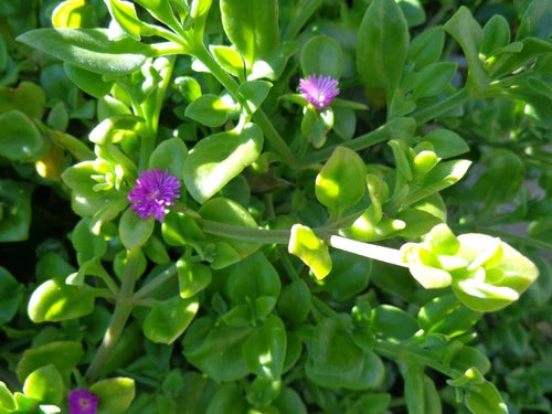 10 Cuttings Succulent Plant, Aptenia Cordifolia 'Purple Apple Ice Plant', Baby Sun Rose, Organic 5"-7" Long