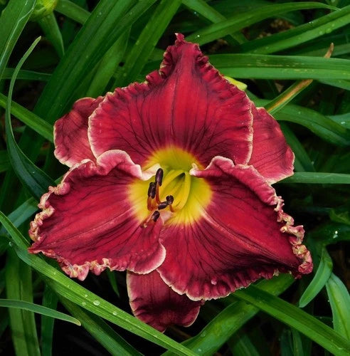 Daylily Plant - 3 Fan Division - Tetraploid Red with White Edge - Hemerocallis spp. - Blooming Size, Early Season, Reblooms