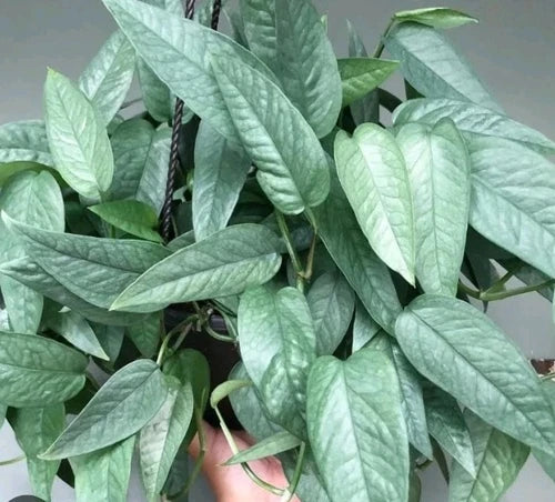 Cebu Blue Pothos Cuttings - 3 Fresh Cuttings (Epipremnum pinnatum 'Cebu Blue') - Low-Maintenance Houseplant for Home Decor