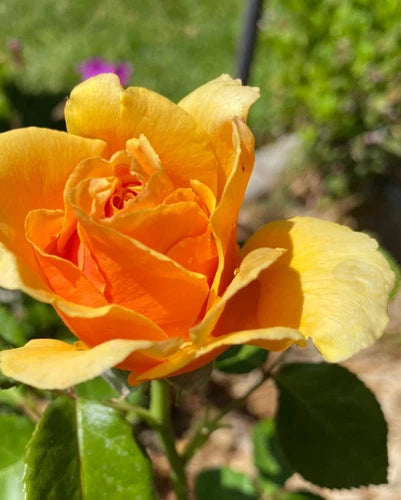 Yellow Rose Cuttings 3 Pack - Yellow Apricot Rose (Rosa 'Yellow Rose of Texas') for Rooting & Grafting, Drought-Resistant