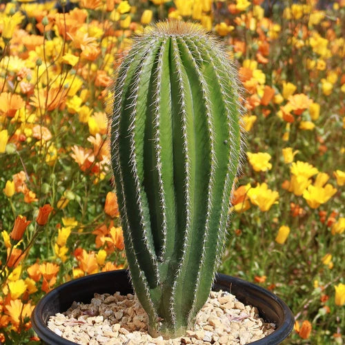 Golden Saguaro Cactus 6" Pot Neobuxbaumia polylopha Live Plant Golden Yellow Spines Desert Succulent Indoor Outdoor Gardening
