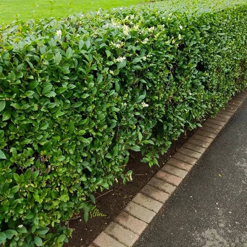 Common Privet Starter Bush Bare Root - Ligustrum vulgare, Green Foliage, Low Maintenance Garden Plant