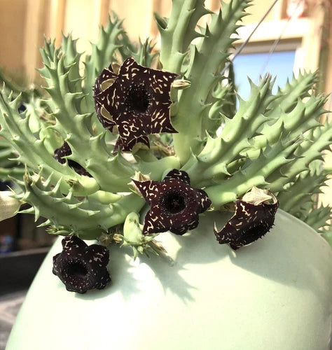 3 Huernia Stapelia Orbea Succulent Cactus Offsets - Unrooted Cuttings for Planting - Set of 3
