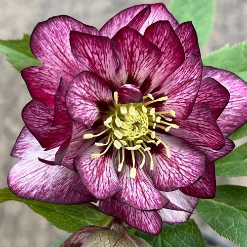 Hellebore Perennial Plant 5.25" Pot 'Whirlwind Romance' Lenten Rose Helleborus - Beautiful Burgundy & White Blooms