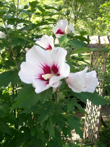 Rose of Sharon Plant Cuttings Set of 10 - White & Purple Mix - Unrooted Cuttings - Hibiscus syriacus