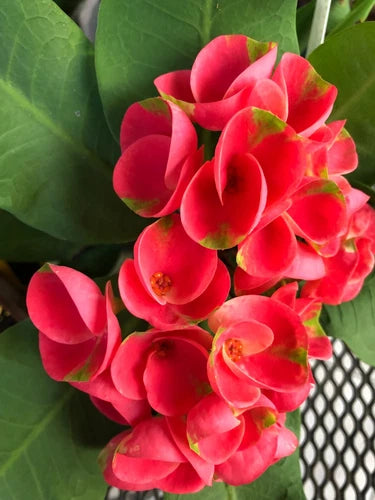 Thai Hybrid Crown of Thorns Plant - Rooted Cutting with Large Bloom - Euphorbia milii 'Mandy' - Full Sun, Well-Draining Soil