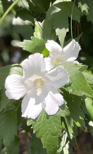 Rose of Sharon Hibiscus Live Plant 12" Solid White Flowers (Hibiscus syriacus) - Perennial Shrub for Garden, USDA Zones 5-8