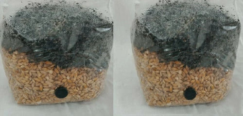 Mushroom Grow Bag Kit 3.5lb Sterilized Substrate All-in-One for Gourmet Mushrooms - Mycology Spawn Bag