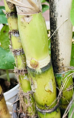 2 PCS Sugarcane Cuttings - Fresh Green Sweet Juicy Plant - Ready to Plant (Saccharum officinarum)