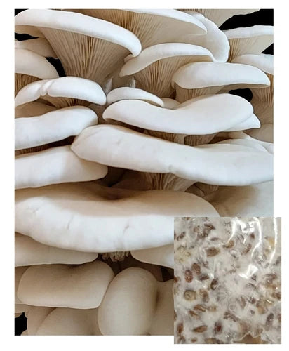 Bay Hydro White Oyster Mushroom Mycelium Grain Spawn 2oz - Grow Fresh Gourmet Mushrooms at Home (Pleurotus ostreatus)