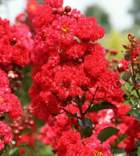 Milk Crape Myrtle Cuttings - 7 Fast-Growing Rooting Cuttings - Lagerstroemia indica - Easy Propagation for Your Garden