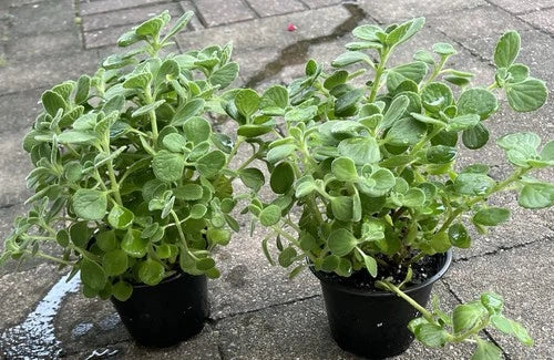 Plectranthus Tomentosa Vicks Plant Starter in 4" Pot - Aromatic Herb for Home & Garden, Succulent Coleus, Easy Care