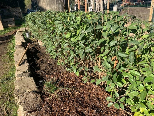 10 Privet Hedge Live Plants - Ligustrum - Drought Hardy Privacy Screen - Bee & Butterfly Friendly - Gopher Resistant