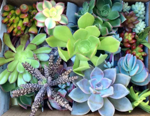 Assorted Succulent Cuttings 45 Pack - Diverse Varieties for Planting - Perfect for Succulent Gardens - Free Shipping