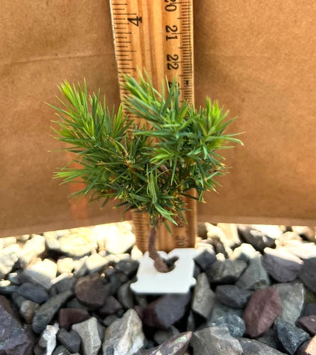 Lot 2 Live Red Cedar Pine Bonsai Seedlings with Roots - Indoor Starter Plants (Juniperus virginiana)