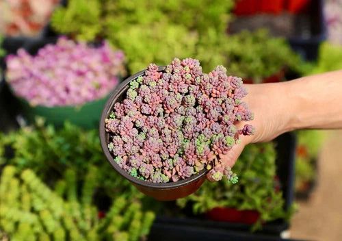 Sedum Dasyphyllum Minor Live Succulent Plant 4" - Low Maintenance Trailing Succulent, Drought Resistant Ground Cover Plant.