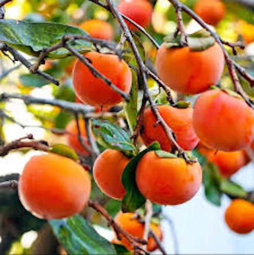 Live American Persimmon Tree 12-24in Diospyros virginiana Bare Root - 3 Pack, Sweet Fruit Tree for Garden and Orchard