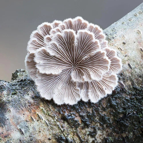 Splitgill Mushroom Liquid Culture Syringe 12cc Schizophyllum commune - Pure Mycelial Solution for Cultivation and Study