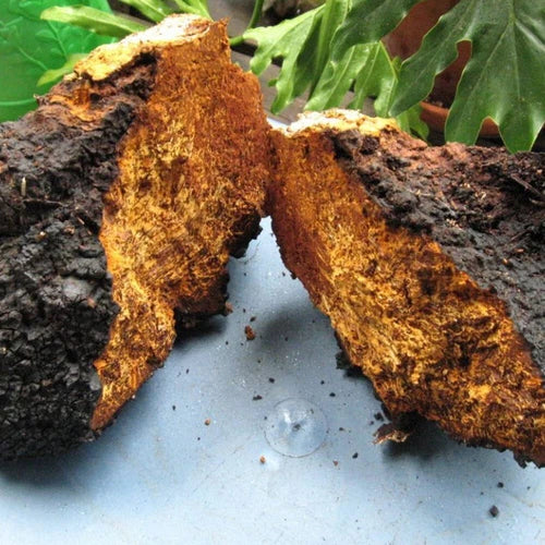 Chaga Mushroom Liquid Culture Syringe 10ml - Inonotus obliquus - High-Yield, Contaminate-Free Fungi for Substrate Inoculation