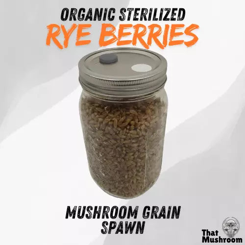 Sterilized Rye Grain Quart Jar with Injection Port for Mushroom Cultivation - Organic Substrate for Mycelium Growth
