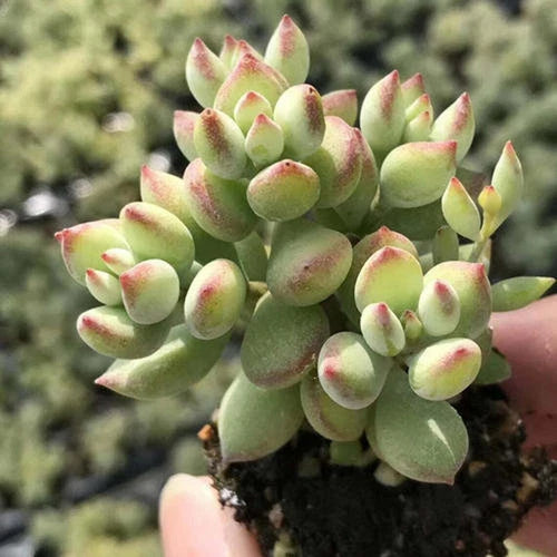 3 Fresh Live Cotyledon Pendens Succulent Cuttings - Rare Indoor Garden Decor - 2'' Cuttings for Plant Lovers