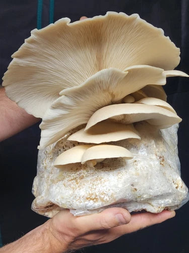 Hawks Hallow Oyster Mushroom Liquid Culture Syringe 10-12ml (Pleurotus ostreatus) - Gourmet Wild Variety for Easy Growing