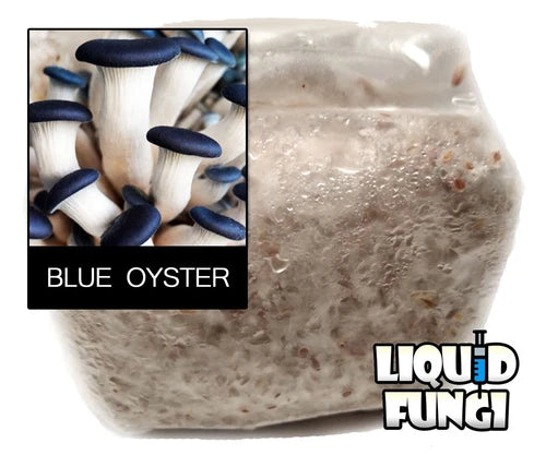 Blue Oyster Mushroom Grain Spawn 1 lb - 100% Organic, Contamination-Free, Ready-to-Use (Pleurotus ostreatus)