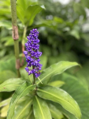Blue Ginger Plant Cuttings 3 Count - Dichorisandra Thyrsiflora - Hawaii Grown, Organic, Tropical, Evergreen, Air Purifying