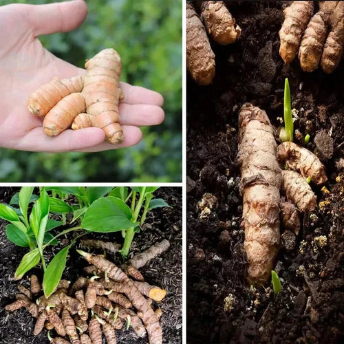 Fresh Turmeric Plant Roots - 3 Live Rhizomes (Curcuma longa) - Ready for Planting, Culinary and Medicinal Use